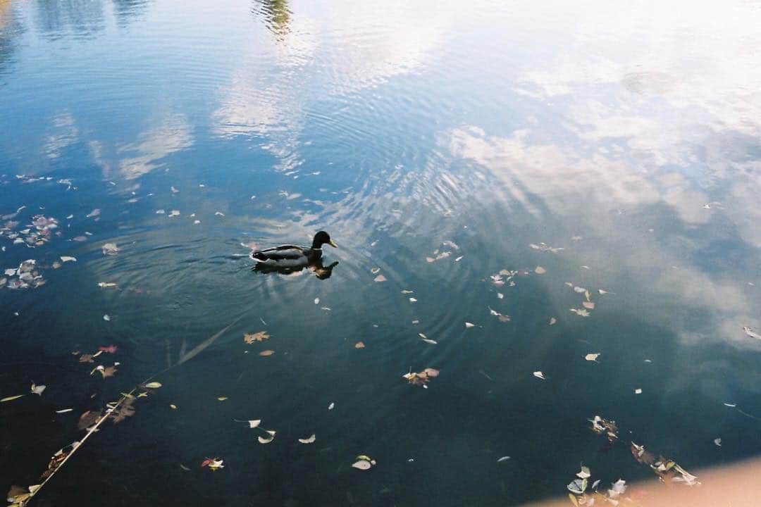 のインスタグラム：「札幌 #フィルムカメラ #contaxaria」