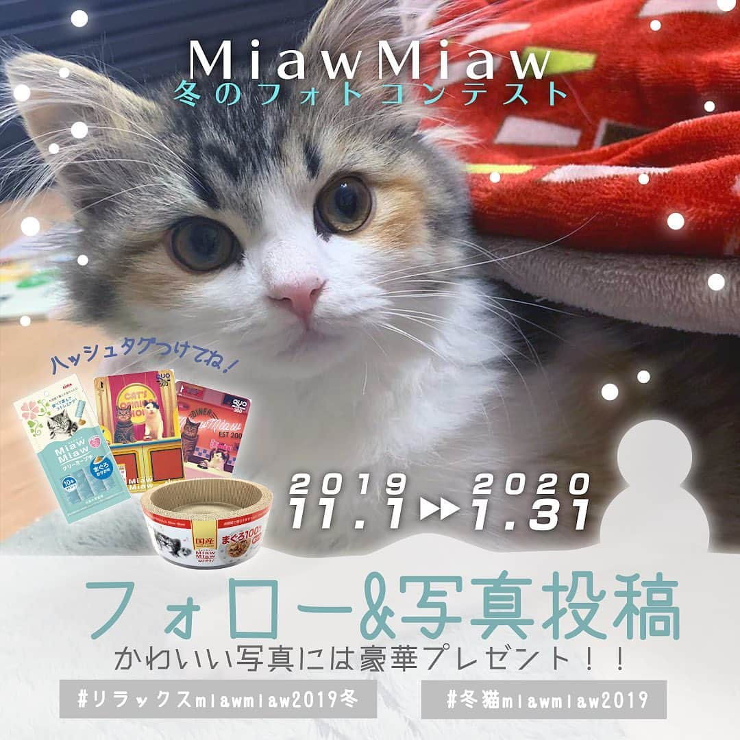 MiawMiawさんのインスタグラム写真 - (MiawMiawInstagram)「＼MiawMiaw　冬のフォトコンテスト　開催中！／⁣⁣⁣⁣ 冬の猫ちゃんの素敵なフォトを大募集！🌞💕⁣⁣⁣⁣ ⁣⁣⁣⁣ MiawMiawフォトコンテストで⁣⁣⁣⁣ 自慢の猫ちゃんを投稿して豪華賞品をGET😻⁣⁣⁣⁣ ⁣⁣⁣⁣ 皆さまのご参加をお待ちしております🐈⁣⁣⁣⁣ ⁣⁣⁣⁣ ＜参加方法＞ ⁣⁣⁣⁣ ① @miawmiaw_series (ミャウミャウ公式アカウント)をフォロー⁣⁣⁣⁣ ② 応募テーマに合ったお写真を撮影する（過去に撮影したお写真の投稿も可)⁣⁣⁣⁣ ③ 下記のフォトコン専用ハッシュタグの中から、一つ選んで投稿する（複数応募・複数枚投稿可）⁣⁣⁣⁣ ※⁣⁣⁣⁣⁣キャンペーン期間外(過去投稿)の投稿に応募ハッシュタグを付けた場合はキャンペーンの応募対象外とさせていただきます。ご了承ください。⁣⁣ ※並行して開催中のフォトコンテストへ同時にご応募いただくことも可能です。⁣ ⁣ ⁣ ＜フォトコン専用ハッシュタグ＞⁣⁣⁣⁣ ①～②のいずれかの応募テーマを選択し、指定のハッシュタグを付けて投稿してください♪⁣ ⁣ 【①猫ちゃんのリラックスしているフォト】⁣⁣⁣⁣ #リラックスmiawmiaw2019冬⁣⁣ ※「2019冬」を付けていただかないと⁣⁣⁣⁣今回の応募の対象になりませんのでご注意ください。⁣⁣⁣ ⁣⁣ ⁣⁣⁣⁣ 【②猫ちゃんと冬にちなんだフォト】⁣⁣⁣⁣ #冬猫miawmiaw2019⁣⁣⁣⁣ ⁣⁣⁣⁣ フォトコンテスト期間中、指定のハッシュタグでご参加いただいている方を、⁣⁣⁣⁣ 当アカウントでご紹介させていただくこともございます😻⁣⁣⁣⁣ ⁣⁣⁣⁣ ＜募集期間＞⁣⁣⁣⁣ 2019年11月1日(金)～2020年1月31日(金)23:59まで⁣⁣⁣⁣ ⁣⁣⁣⁣ ＜賞品＞⁣⁣⁣⁣ 大賞✨（2名さま　※各ハッシュタグ×1名さまずつ）投稿フォト入りオリジナル爪とぎ＋MiawMiaw商品詰め合わせ⁣⁣ 金賞✨（6名さま　※各ハッシュタグ×3名さまずつ）オリジナルQUOカード2枚セット（800円分）＋MiawMiaw商品詰め合わせ⁣⁣ 銀賞✨（10名さま　※各ハッシュタグ×5名さまずつ）MiawMiaw商品詰め合わせ⁣⁣ ※賞品の画像はイメージです。変更になる場合がございます。⁣⁣⁣⁣ ⁣⁣⁣⁣ ＜入選者様へのご連絡＞⁣⁣⁣⁣ 入選者発表は2⽉下旬を予定しております。⁣⁣⁣⁣ 入選者の⽅には Instagram上のDMにてご連絡致します。⁣⁣⁣⁣ ⁣⁣⁣⁣ ＜ご注意＞⁣⁣⁣⁣ ＊本キャンペーンにご参加いただくことにより、本募集要項に同意いただいたものとみなします（未成年の方については、親権者に同意いただいたものとみなします）。⁣⁣⁣⁣ ＊選考時に、アカウントフォロー及び指定のハッシュタグ投稿を継続いただいていることが確認できない場合、選考の対象から外れることがあります。フォトコンテスト終了からおおむね1か月程度、参加条件に達する状態を継続いただくことをお勧めします。⁣⁣⁣⁣ ＊アカウントを非公開設定にしている場合は選考対象外となります。⁣⁣⁣⁣ ＊再選考は行いません。⁣⁣⁣⁣ ＊選考者は、配送の都合で日本国内のにお住まいの方に限らせていただきます。⁣⁣⁣⁣ ＊企業アカウントからのご応募は選考対象外となります。⁣⁣⁣⁣ ＊賞品の返品・交換はできませんのでご了承くださいませ。⁣⁣⁣⁣ ＊賞品の転売は禁止させていただきます。 ⁣⁣⁣⁣ ＊通信環境の問題でDMが不着となった場合、又はご当選通知のDMに記載の手続きを履行いただけない場合、ご当選の資格は無効となります。⁣⁣⁣⁣ ＊賞品画像はイメージとなります。⁣⁣⁣⁣ ＊本キャンペーン参加にあたって生じるインターネット接続料や通信料、当選連絡DMに記載の手続を履践するにあたって生じる諸費用は、ご本人様の負担となります。⁣⁣⁣⁣ ＊本キャンペーンで投稿いただいた写真や動画は、当社公式Instagramアカウントにてご紹介させていただく場合がございます。なお、このご紹介は選考結果とは関係がありません。⁣⁣⁣⁣ ⁣⁣⁣⁣ たくさんのご応募お待ちしております！⁣⁣⁣⁣ ⁣⁣⁣⁣ #miawmiaw #ミャウミャウ⁣⁣ ⁣⁣ ⁣⁣#令和miawmiaw⁣⁣ #冬猫miawmiaw2019 #リラックスmiawmiaw2019冬 #フォトコンテスト #コンテスト⁣⁣ #プレゼント企画 #プレゼント #プレゼントキャンペーン ⁣⁣#キャンペーン開催中 #キャンペーン ⁣⁣⁣#ねこのいる生活 #ねこばか #ネコ好き⁣ ⁣#猫 #ねこ #ネコ #にゃんこ #猫部 #ねこ部 #キャットフード #猫好きさんと繋がりたい #猫好き #にゃんこ部 #にゃんすたぐらむ #ねこすたぐらむ #にゃー」11月22日 12時06分 - miawmiaw_series