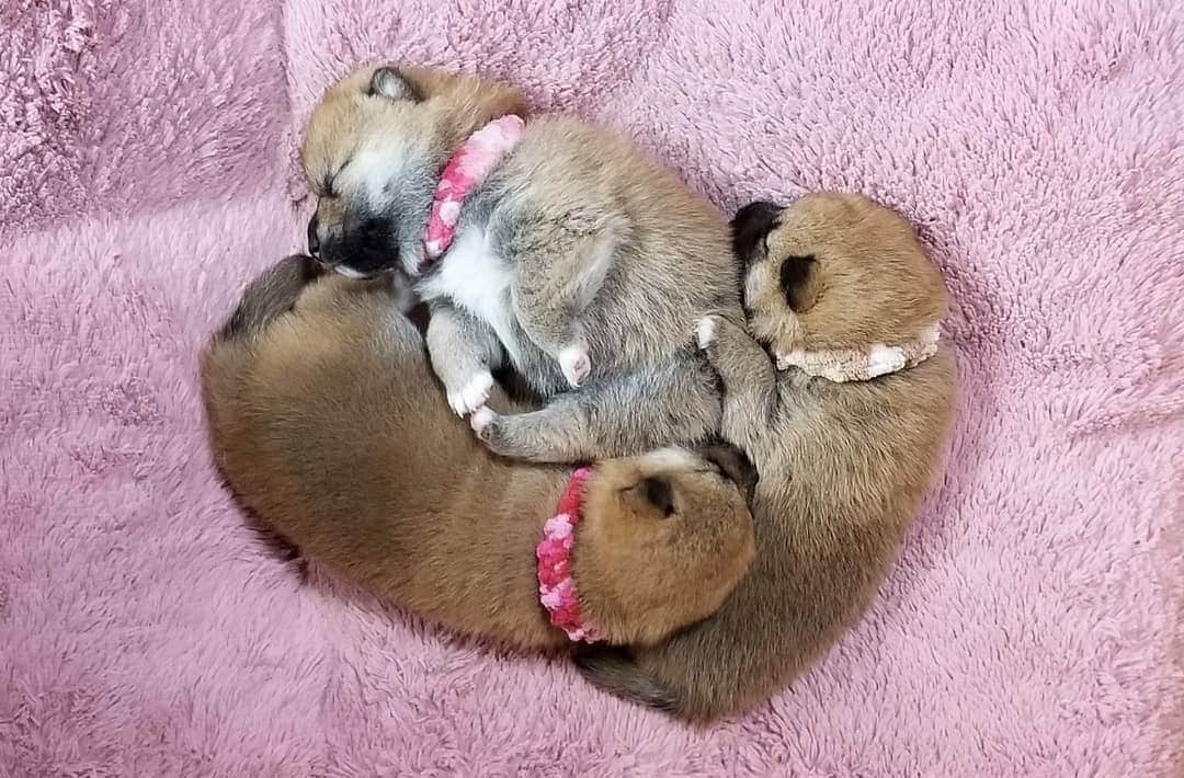 柴犬たま Shibainu Tamaのインスタグラム