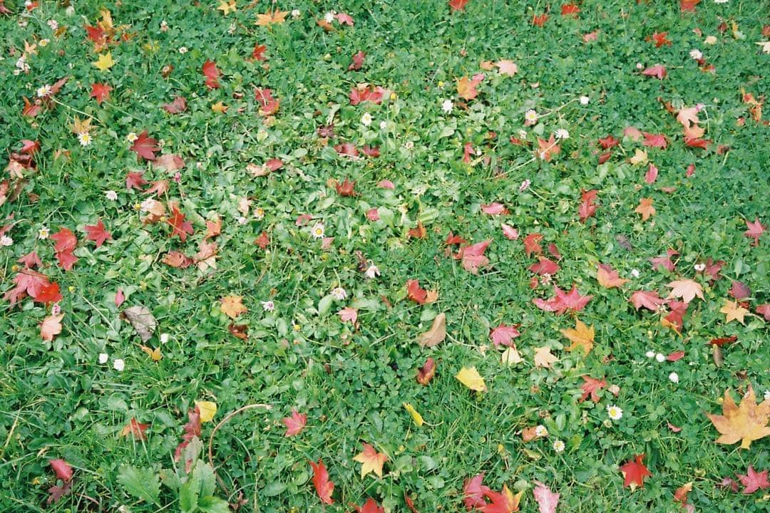 のインスタグラム：「旭川 #フィルムカメラ #contaxaria」