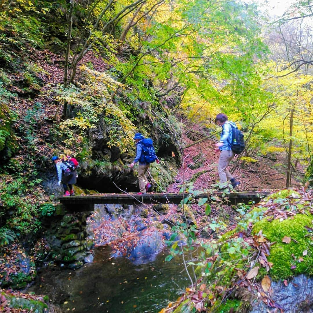 旅行比較サイト・トラベルコ 理想の旅を、いちばん安く。さんのインスタグラム写真 - (旅行比較サイト・トラベルコ 理想の旅を、いちばん安く。Instagram)「＼ここも東京都！渓谷の奥にある美しい滝／  #東京 #奥多摩 にある #百尋ノ滝 （ひゃくひろのたき）  落差40mほどのこの滝、とても繊細な美しさをもっていると思いませんか？　滝の前に立ったときには、ただただ見とれていました。滝壺の近くまで行くことができて、マイナスイオンをたっぷりと感じられましたよ✨  滝までの道のりは、川苔谷（かわのりだに）という渓谷沿いを歩きます。大小さまざまな滝があったり、ちょっとスリリングな橋を渡ったり、清流を眺めながら歩くのはとっても気持ちがいいですよ！　紅葉の季節はその美しさもひとしお🍁  健脚であるなら、百尋ノ滝よりもさらに奥にある川苔山に登ってみるのもおすすめ。登山コースとしては約6時間なので、足に自信がある人向きの山ですが、奥多摩の中では人気のハイキングコースです☺ * * * ★12/1（日）まで！★「トラベルコ2020オリジナルカレンダー」プレゼントキャンペーン実施中！詳細は @travelko_chan のプロフィールリンクからご覧ください。 * * * #東京 #奥多摩 #百尋ノ滝 #滝 #紅葉 #マイナスイオン #ハイキング #国内旅行 #travel #trip #japantrip #japantravel #sightseeing #フォトジェニック #旅行好きな人と繋がりたい #写真好きな人と繋がりたい #女子旅 #一人旅 #カメラ女子 #カメラ男子 #photooftheday #followme #instatravel #travelgram #instagood #instaphoto #travelko #トラベルコ #トラベルコちゃん #トラベルコカレンダー2020」11月22日 12時13分 - travelko_official
