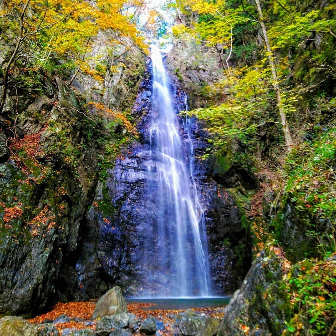 旅行比較サイト・トラベルコ 理想の旅を、いちばん安く。のインスタグラム：「＼ここも東京都！渓谷の奥にある美しい滝／  #東京 #奥多摩 にある #百尋ノ滝 （ひゃくひろのたき）  落差40mほどのこの滝、とても繊細な美しさをもっていると思いませんか？　滝の前に立ったときには、ただただ見とれていました。滝壺の近くまで行くことができて、マイナスイオンをたっぷりと感じられましたよ✨  滝までの道のりは、川苔谷（かわのりだに）という渓谷沿いを歩きます。大小さまざまな滝があったり、ちょっとスリリングな橋を渡ったり、清流を眺めながら歩くのはとっても気持ちがいいですよ！　紅葉の季節はその美しさもひとしお🍁  健脚であるなら、百尋ノ滝よりもさらに奥にある川苔山に登ってみるのもおすすめ。登山コースとしては約6時間なので、足に自信がある人向きの山ですが、奥多摩の中では人気のハイキングコースです☺ * * * ★12/1（日）まで！★「トラベルコ2020オリジナルカレンダー」プレゼントキャンペーン実施中！詳細は @travelko_chan のプロフィールリンクからご覧ください。 * * * #東京 #奥多摩 #百尋ノ滝 #滝 #紅葉 #マイナスイオン #ハイキング #国内旅行 #travel #trip #japantrip #japantravel #sightseeing #フォトジェニック #旅行好きな人と繋がりたい #写真好きな人と繋がりたい #女子旅 #一人旅 #カメラ女子 #カメラ男子 #photooftheday #followme #instatravel #travelgram #instagood #instaphoto #travelko #トラベルコ #トラベルコちゃん #トラベルコカレンダー2020」
