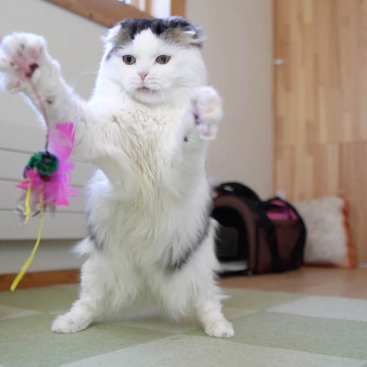 マアルのインスタグラム：「ハムさん #🐱 #北海道 #旭川市 #ペットホテル」