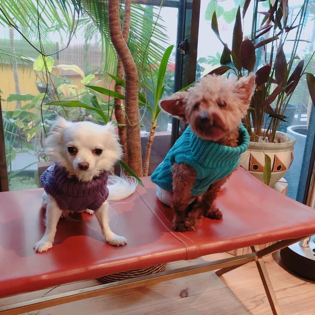 森泉さんのインスタグラム写真 - (森泉Instagram)「New sweater for Yuki & Mowgli 💙 Getting ready for winter ⛄️ 色が可愛いーの✨」11月22日 12時22分 - izumi.mori