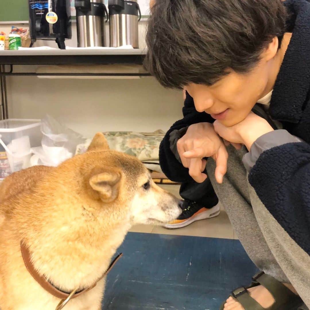 4分間のマリーゴールド【公式】さんのインスタグラム写真 - (4分間のマリーゴールド【公式】Instagram)「#シロ✍️ みこ兄、沙羅ちゃんおめでとう㊗️🎊 ふたりの婚約パーティーに たくさんのお友だちが来てくれたよ🥳 シロもごちそう食べられるかな？🐕🧡 でもでも、楽しかったパーティーの後に 廉兄と藍くんが喧嘩しちゃう⁉️ わーー、やだよーー、早く仲直りすると良いな💦 * #シロら部花巻家🏠 #4分間のマリーゴールド #よんまり #今夜10時からは第7話 #福士蒼汰 #tbs」11月22日 12時28分 - 4mari_tbs