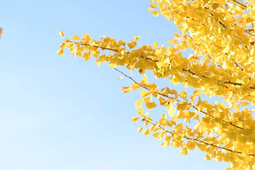 かっぱさんのインスタグラム写真 - (かっぱInstagram)「. . いつも車でスーッと通り過ぎてしまうイチョウ並木を、ゆっくりと散歩してきました🚶‍♂️ 秋晴れの空に、イチョウの黄色が鮮やかで、とても綺麗でした🍂 ゆったりと、秋を感じることができました😴 . . #イチョウ #銀杏 #イチョウ並木 #並木道 #黄色 #紅葉 #秋 #秋晴れ #植物  #autumn #ginkgo #tree #yellow」11月22日 12時42分 - kappa_83
