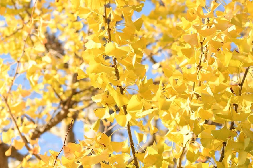 かっぱのインスタグラム：「. . いつも車でスーッと通り過ぎてしまうイチョウ並木を、ゆっくりと散歩してきました🚶‍♂️ 秋晴れの空に、イチョウの黄色が鮮やかで、とても綺麗でした🍂 ゆったりと、秋を感じることができました😴 . . #イチョウ #銀杏 #イチョウ並木 #並木道 #黄色 #紅葉 #秋 #秋晴れ #植物  #autumn #ginkgo #tree #yellow」