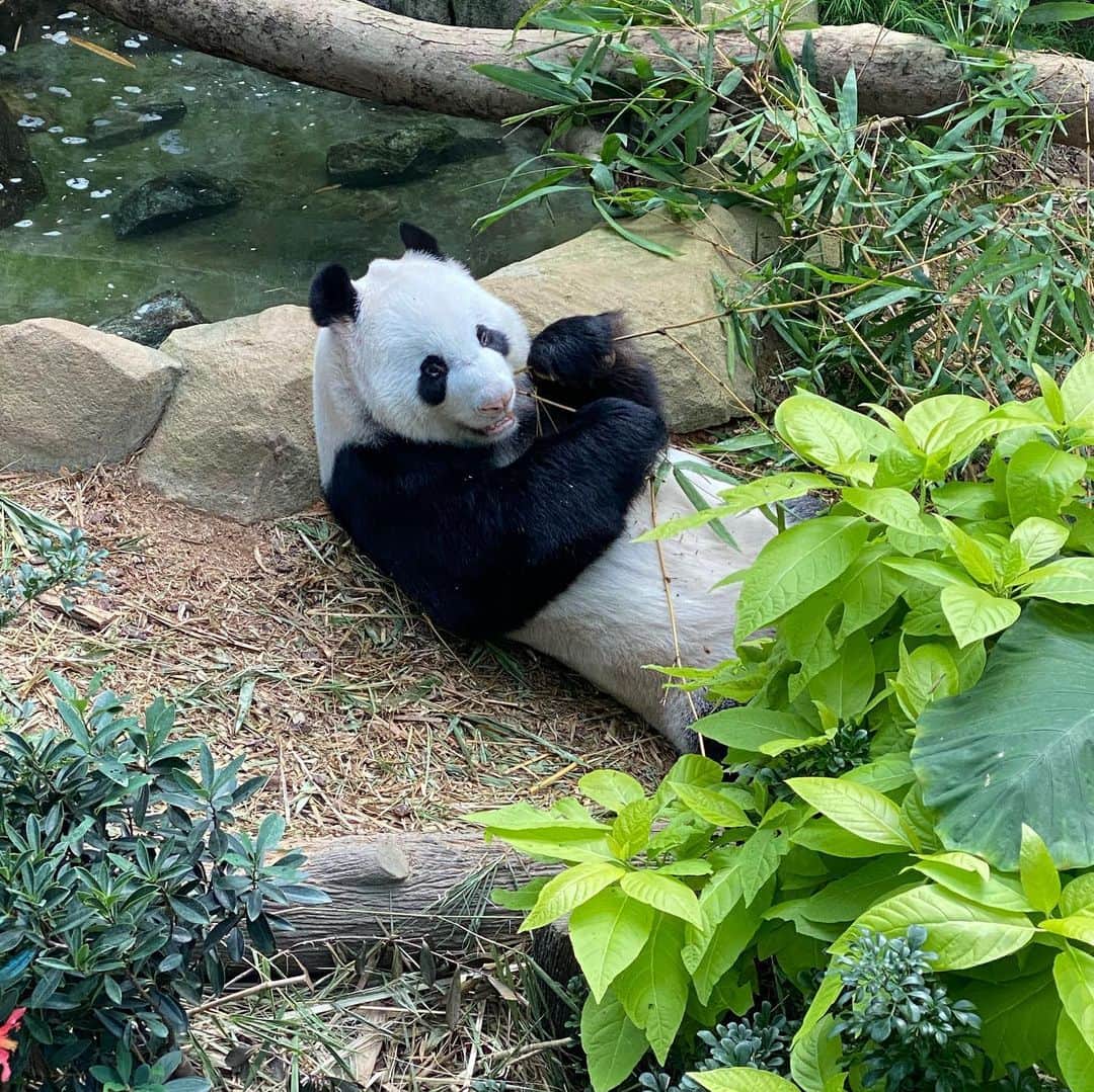 大西蘭のインスタグラム：「・ 平日10時にリバーサファリに行ったら、お客さんが少なくて、パンダの前でさえ貸切状態🐼 ・ こぐまちゃんにもしっかりパンダを見せてあげることができて良かった🐻 ・ ・ #時差投稿 #シンガポール生活 #シンガポール子育て #アテンド記録 #リバーサファリ #パンダ好き」