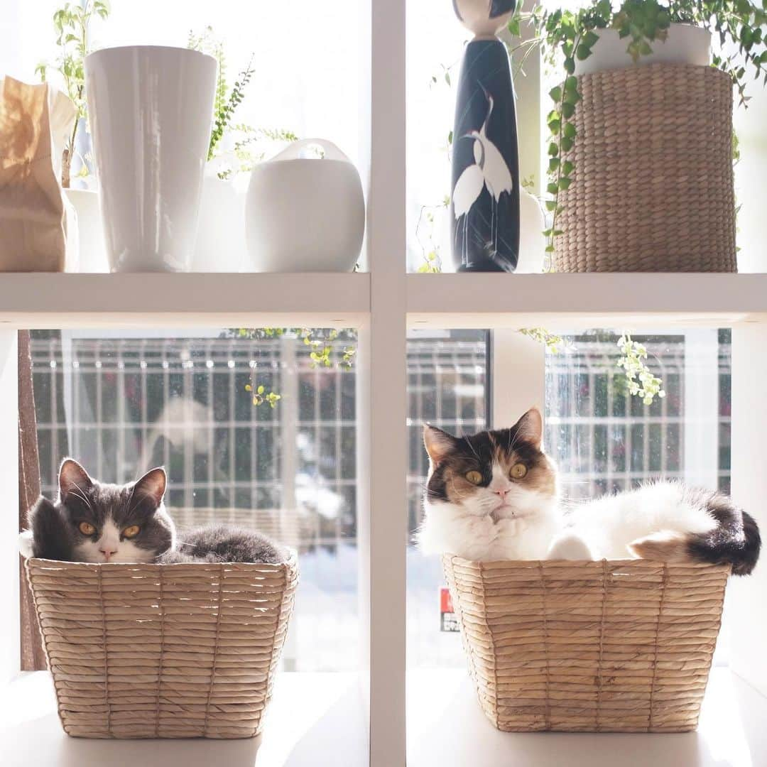 guremikeのインスタグラム：「#cat #cats #neko #cute #lovely #kawaii #natural #simple #catlife #catlovers #catoftheday #catsofinstagram #photooftheday #catstagram」