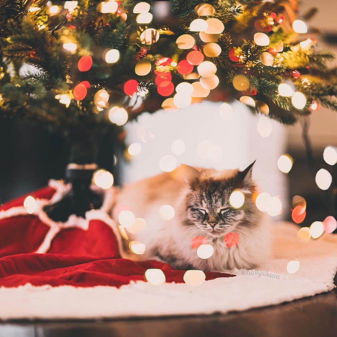 のインスタグラム：「We are all decked out & decorated for the season! How about you? 🎄🐱❤️ #Toronto #Siberiancat #christmas #bokeh (See more of Alice, Finnegan, and Oliver, on @pitterpatterfurryfeet) ~ Canon 1D X + 85 f1.2L II @ f1.2  See my bio for full camera equipment information plus info on how I process my images. 😊 ~  @bestmeow #bestmeow #xmaswonders」