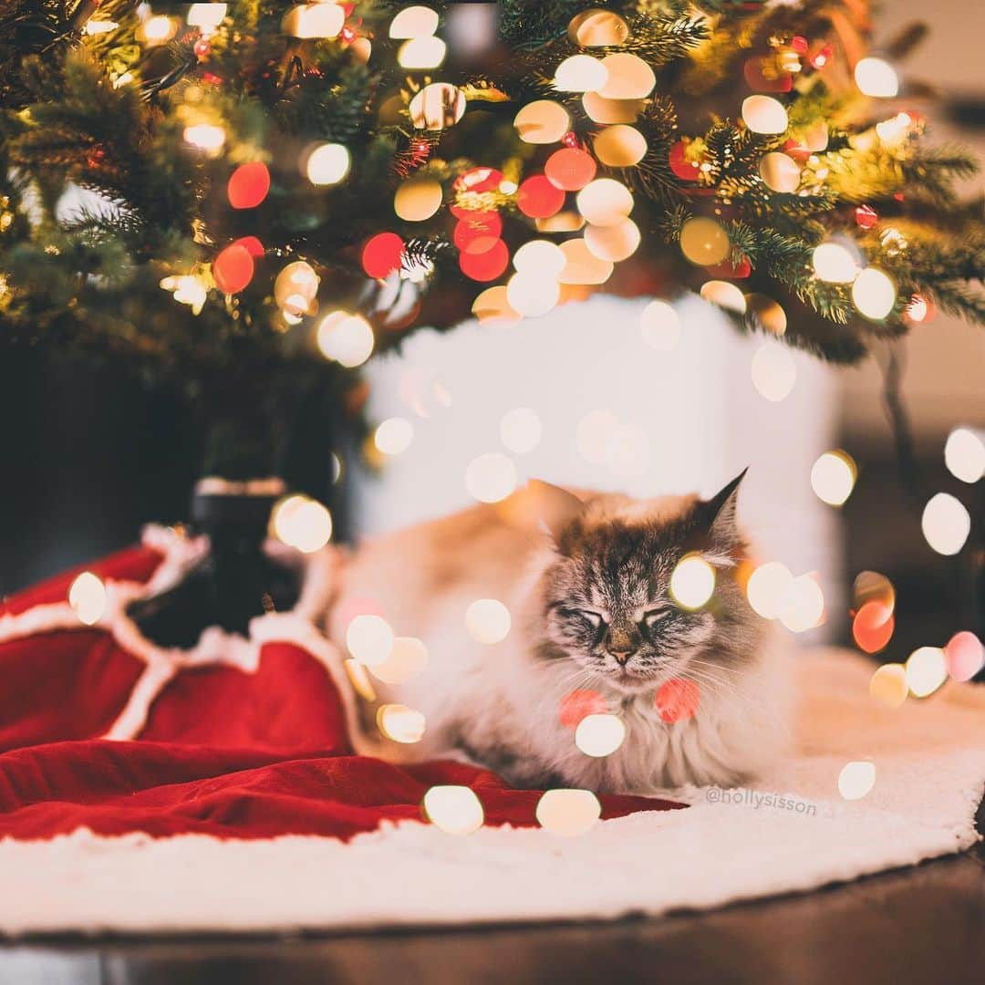 Holly Sissonさんのインスタグラム写真 - (Holly SissonInstagram)「We are all decked out & decorated for the season! How about you? 🎄🐱❤️ #Toronto #Siberiancat #christmas #bokeh (See more of Alice, Finnegan, and Oliver, on @pitterpatterfurryfeet) ~ Canon 1D X + 85 f1.2L II @ f1.2  See my bio for full camera equipment information plus info on how I process my images. 😊 ~  @bestmeow #bestmeow #xmaswonders」11月22日 23時00分 - hollysisson