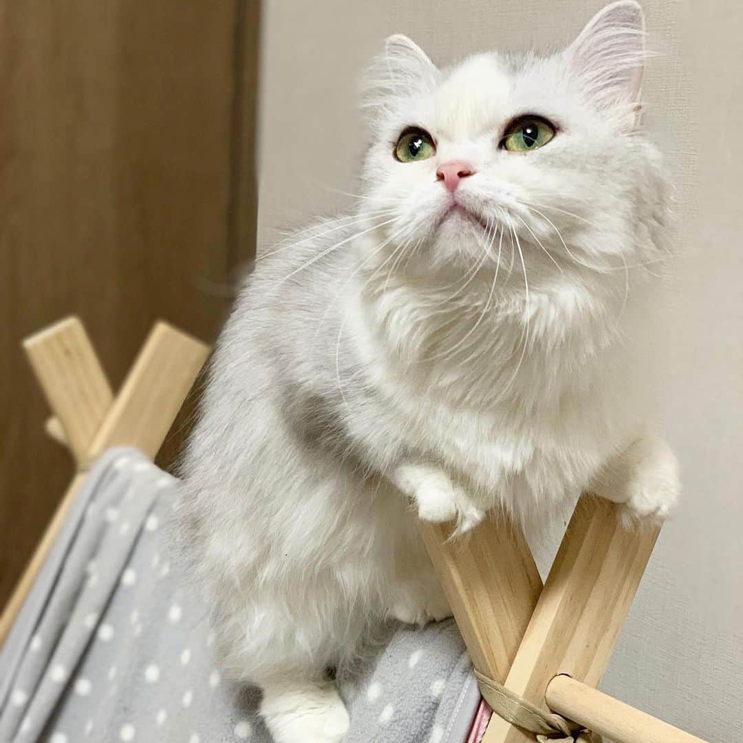 原田まりるのインスタグラム：「テントの上でなにかを観測してるフィーネちゃん。 #catstagram #cat #ねこすたぐらむ #にゃんすたぐらむ #ねこ #猫 #ミヌエット #minuet #ねこのいる生活」