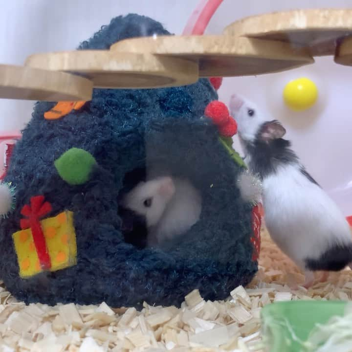 hamster_mocoのインスタグラム