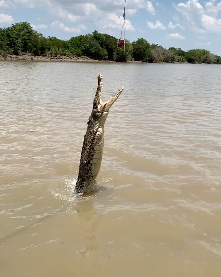 WildLifeのインスタグラム：「Video: @jalilnajafov / The saltwater crocodile is a crocodilian native to saltwater habitats and brackish wetlands from India's east coast across Southeast Asia and the Sundaic region to northern Australia and Micronesia. It has been listed as Least Concern on the IUCN Red List since 1996. #Wikipedia #crocodile #crocoriles #saltwatercrocodile #croco #jalilnajafov #australia #darwin #animals」