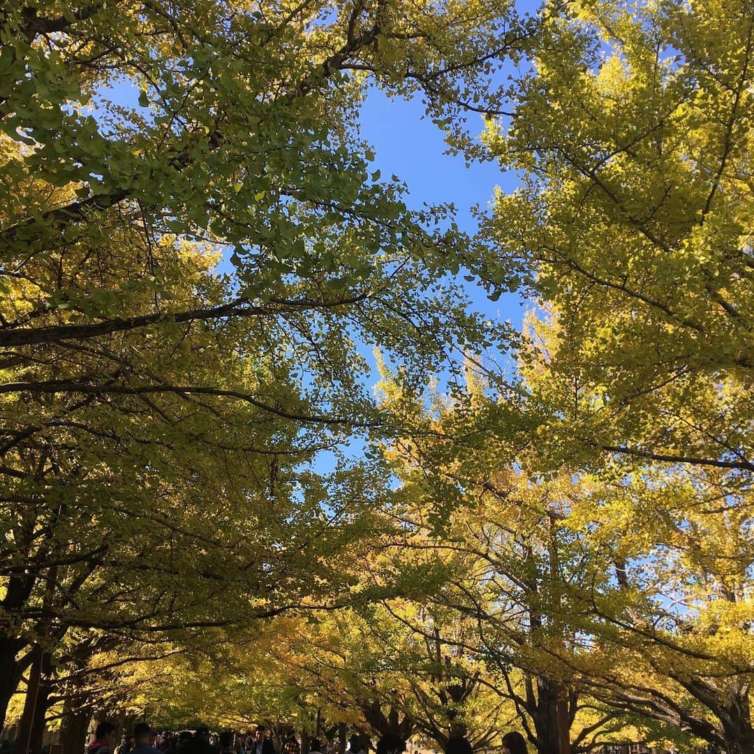小川永子さんのインスタグラム写真 - (小川永子Instagram)「秋は心躍る季節🍁  昨年は上手く色付かなかったので、ほとんど紅葉取材もキャンセル。。。 プライベートも紅葉狩りに行けずに終わりました。  今年はこの美しいイチョウ並木です。この後の紅葉も期待してしまいますね‼️ 秋の澄んだ青空もあと少しで冬空に変わります。  週末はあいにくのお天気となりますが、来週晴れたら紅葉狩にお出かけしたいと思います🍁  #写真 #アナウンサー #紅葉 #イチョウ並木 #東京写真 #秋空」11月22日 14時51分 - hisak03