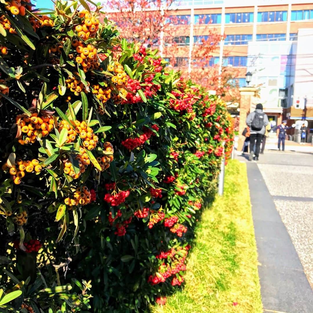 立教大学さんのインスタグラム写真 - (立教大学Instagram)「#rikkyo #rikkyouniversity #ikebukuro #池袋キャンパス #立教 #立教大学 #coregraphy #photography #ファインダー越しの私の世界」11月22日 15時14分 - rikkyouniv
