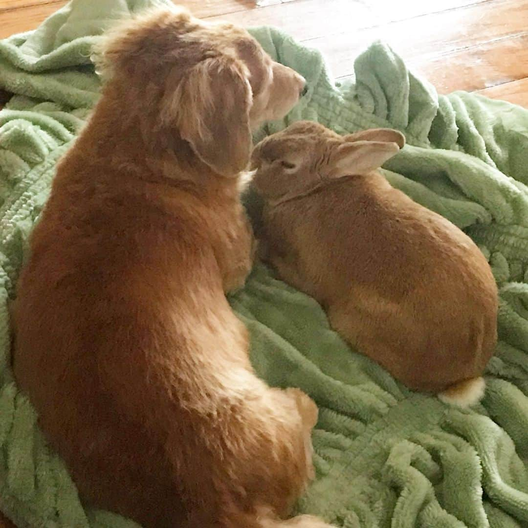 Chieko Shibutaさんのインスタグラム写真 - (Chieko ShibutaInstagram)「たろー🐶&うじゃこ🐰地方☔️ たろー！ 朝から　寒いですね😵 ぬくぬく😊🐰✨ 朝から　ほぼ　ここにいます😅　背中　温風直撃！ 💕✨🐶🍀🐰✨💕 💕 #dachshund #dachshunds #dachshundlove #dog #dogs #doglove #instadog #instagram #instagood #pet #pets #petsagram #cute #cutepe #cutepet #cutedog #cuteanimals #likes #09076999576 happy #smile #rabbit #ラビット #ミニュチュア #ミニュチュアダックス  #ミニュチュアダックスフント #うさぎ部 #うさぎ #ダックス #ダックスフンドロングヘアー#ねざーらんどどわーふ」11月22日 16時30分 - chieko.81