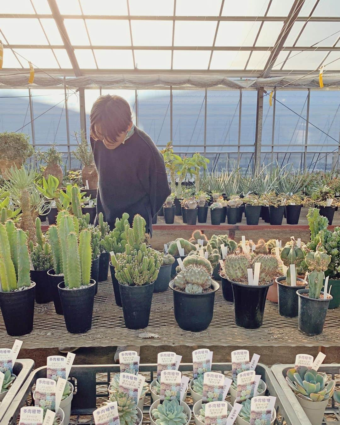 むらたさきさんのインスタグラム写真 - (むらたさきInstagram)「🌵🌵 ． 母の日、誕生日、結婚記念日などのお祝いに いつもお花を贈ってくれる夫🙋‍♂️💐 ． 兄ちゃんズと出かけたときに 可愛い植木屋さんを見つけたから今度行こう☺️！と誘ってくれて、 先日の休みに行ってきました〜🐶🐶🚙 ． 多肉パラダイス🎊🤤🌵 ． ． それぞれ好きな植物を選んだので、 わたしから夫へはちょこっとメッセージを添えて🙌😉💌 いい夫婦の日やしね〜🙈💘 (2枚目) ． ． ． ． 普段、朝の1時間くらいしか会えないので、 最近は夫婦でスケジュール管理できるTimeTreeを使って 休日の予定を決めたり、 保育園の送迎時の連絡事項をやりとりしとる🏃‍♂️🏃‍♀️💫 ． LINEやメールなどでは あれ？いつ送ったっけ？？とやりとりの中に埋もれてしまったり、 遡るのも時間がかかったりするけれど、 TimeTreeの中ではスムーズに意見を共有出来て 夫婦で休日を朝からたっぷり楽しめました🙌🥰🌿 ． ． 週に1度の休みは せっかくなら家族で過ごしたいので 夫婦2人の時間を持つ機会はほぼなくなって来たけれど、 ． 楽しいも、うれしいも、しんどいも、 気持ちはいつでも共有し合っていきたいなぁ🥰🤝🥰♡ ． ． ． ． ． ． ． ． #生後2ヶ月 #三兄弟 の三男👶 #夫婦 #タイムツリーはじめました　 #TimeTree#pr @timetreeapp」11月22日 17時22分 - muratasaki