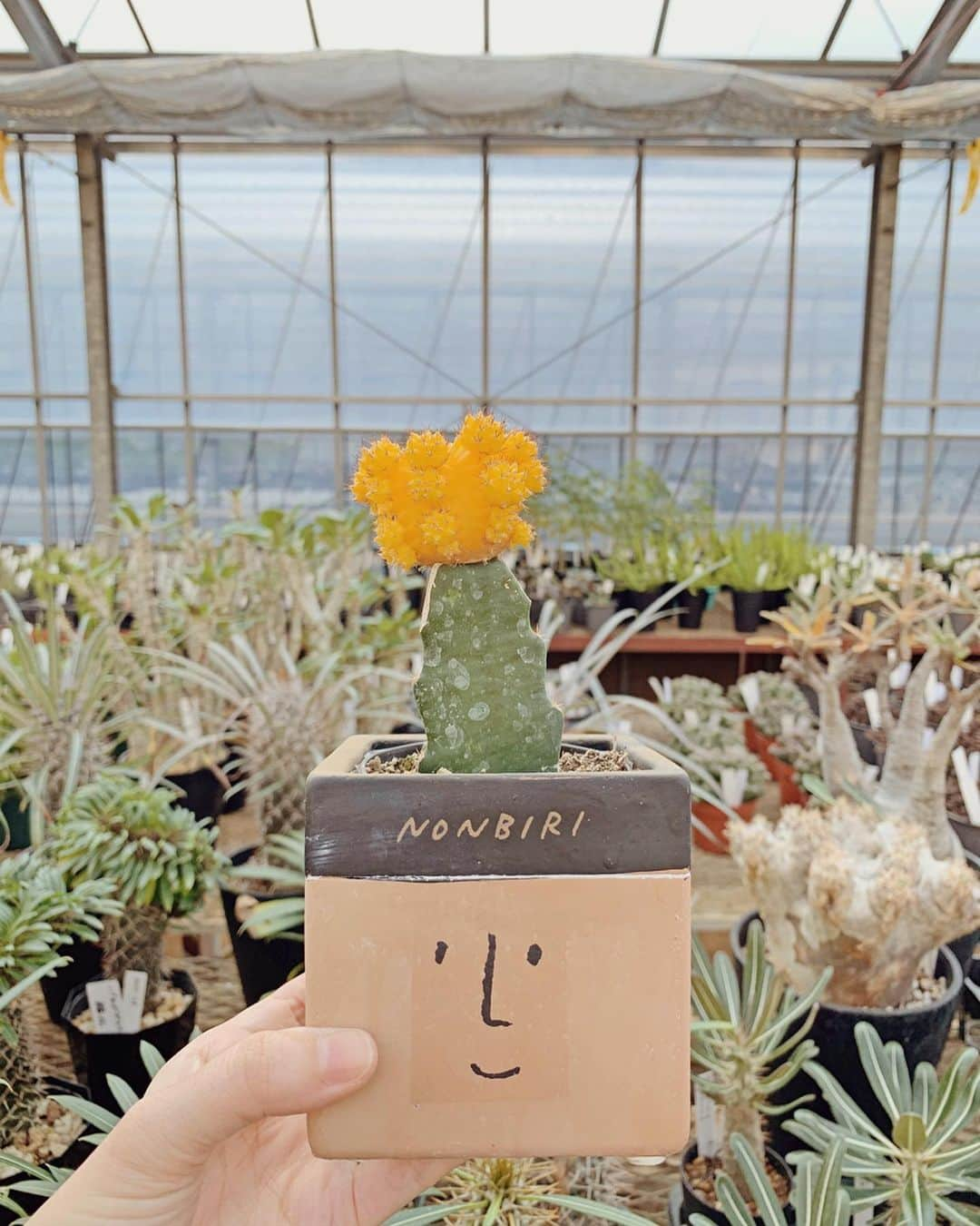 むらたさきさんのインスタグラム写真 - (むらたさきInstagram)「🌵🌵 ． 母の日、誕生日、結婚記念日などのお祝いに いつもお花を贈ってくれる夫🙋‍♂️💐 ． 兄ちゃんズと出かけたときに 可愛い植木屋さんを見つけたから今度行こう☺️！と誘ってくれて、 先日の休みに行ってきました〜🐶🐶🚙 ． 多肉パラダイス🎊🤤🌵 ． ． それぞれ好きな植物を選んだので、 わたしから夫へはちょこっとメッセージを添えて🙌😉💌 いい夫婦の日やしね〜🙈💘 (2枚目) ． ． ． ． 普段、朝の1時間くらいしか会えないので、 最近は夫婦でスケジュール管理できるTimeTreeを使って 休日の予定を決めたり、 保育園の送迎時の連絡事項をやりとりしとる🏃‍♂️🏃‍♀️💫 ． LINEやメールなどでは あれ？いつ送ったっけ？？とやりとりの中に埋もれてしまったり、 遡るのも時間がかかったりするけれど、 TimeTreeの中ではスムーズに意見を共有出来て 夫婦で休日を朝からたっぷり楽しめました🙌🥰🌿 ． ． 週に1度の休みは せっかくなら家族で過ごしたいので 夫婦2人の時間を持つ機会はほぼなくなって来たけれど、 ． 楽しいも、うれしいも、しんどいも、 気持ちはいつでも共有し合っていきたいなぁ🥰🤝🥰♡ ． ． ． ． ． ． ． ． #生後2ヶ月 #三兄弟 の三男👶 #夫婦 #タイムツリーはじめました　 #TimeTree#pr @timetreeapp」11月22日 17時22分 - muratasaki