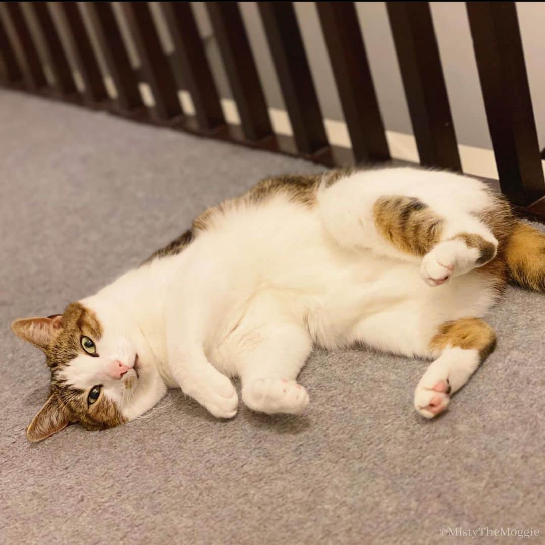 Misty The Moggieのインスタグラム：「Dare to rub the fluff??」