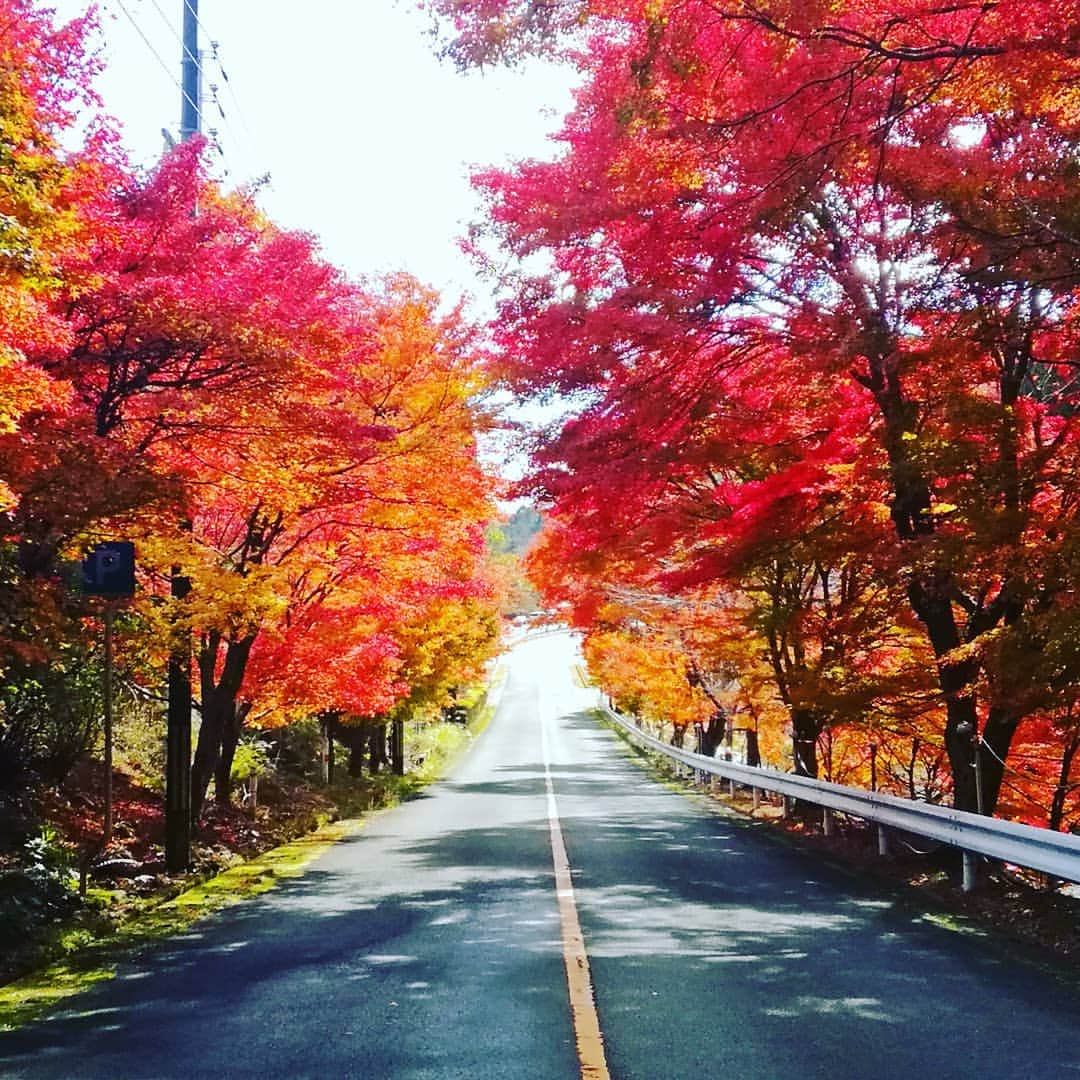 City of Kyoto Official Accountのインスタグラム：「紅葉だより2019🍁更新中 https://ja.kyoto.travel/flower/momiji/  写真は11/22の嵐山‐高雄パークウエイさんの様子です。（写真は嵐山‐高雄パークウエイさんからご提供いただきました。） #京都 #京都ジェニック #秋 #紅葉#もみじ #嵐山_高雄パークウエイ #🍁 #未来に残したい京都 #京都好きな人と繋がりたい  #visitkyoto #kyotogenic #autumninkyoto  #arashiyama_takao_parkway #fallfoliage #maple #maplemania #mapleleaf #autumnleaves #kyototravel #japantrip #autumn #kyototrip 🍁Kyoto Fall Foliage Calendar 2019🍁 https://fallfoliage.kyoto.travel/」