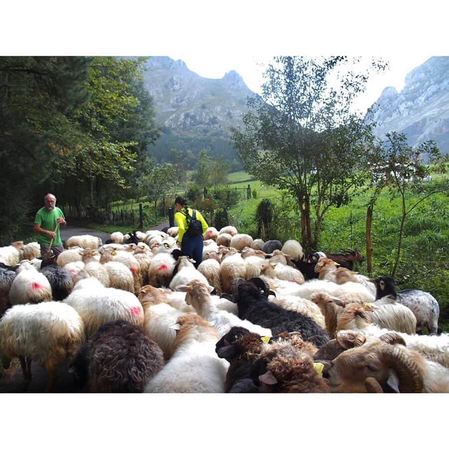 朝日放送「朝だ！生です旅サラダ」さんのインスタグラム写真 - (朝日放送「朝だ！生です旅サラダ」Instagram)「@edayuri_official 人気のアクティビティに参加しました！ こちらの牧場では 羊たちと触れ合うことができます🐏💕 . この辺りでは、 古くから #羊の放牧 が盛んに行われています‼︎ とってもよく躾けられた羊さんたち。 厩舎に戻り #乳搾り体験 をさせて頂きました🥛 . こちらの牧場では 羊のミルクを使った #フレッシュチーズ作り も 体験できるのです😳✨ 自分で作ったフレッシュチーズを 自然の中で頂くことができる贅沢な体験！ バスク伝統の味を満喫しました‼︎‼︎ _ #人気アクティビティ #羊たちと触れあう #チーズ作り体験 #羊牧場 #羊のミルク #羊のチーズ #農業体験型施設 #アリュイッツ ナトゥーラ #Alluitz Natura #アバディーニョ #Abadiño #バスク地方  #スペイン #España _ #ABCテレビ #朝日放送テレビ #生放送 #土曜朝 #8時 #朝だ生です旅サラダ #旅サラダガールズ #江田友莉亜  #海外 #旅 #travel #trip」11月22日 18時34分 - tabisalad