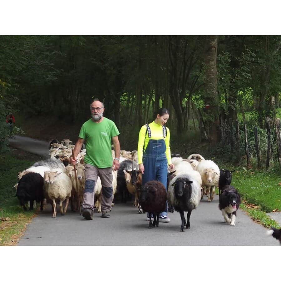 朝日放送「朝だ！生です旅サラダ」さんのインスタグラム写真 - (朝日放送「朝だ！生です旅サラダ」Instagram)「@edayuri_official 人気のアクティビティに参加しました！ こちらの牧場では 羊たちと触れ合うことができます🐏💕 . この辺りでは、 古くから #羊の放牧 が盛んに行われています‼︎ とってもよく躾けられた羊さんたち。 厩舎に戻り #乳搾り体験 をさせて頂きました🥛 . こちらの牧場では 羊のミルクを使った #フレッシュチーズ作り も 体験できるのです😳✨ 自分で作ったフレッシュチーズを 自然の中で頂くことができる贅沢な体験！ バスク伝統の味を満喫しました‼︎‼︎ _ #人気アクティビティ #羊たちと触れあう #チーズ作り体験 #羊牧場 #羊のミルク #羊のチーズ #農業体験型施設 #アリュイッツ ナトゥーラ #Alluitz Natura #アバディーニョ #Abadiño #バスク地方  #スペイン #España _ #ABCテレビ #朝日放送テレビ #生放送 #土曜朝 #8時 #朝だ生です旅サラダ #旅サラダガールズ #江田友莉亜  #海外 #旅 #travel #trip」11月22日 18時34分 - tabisalad