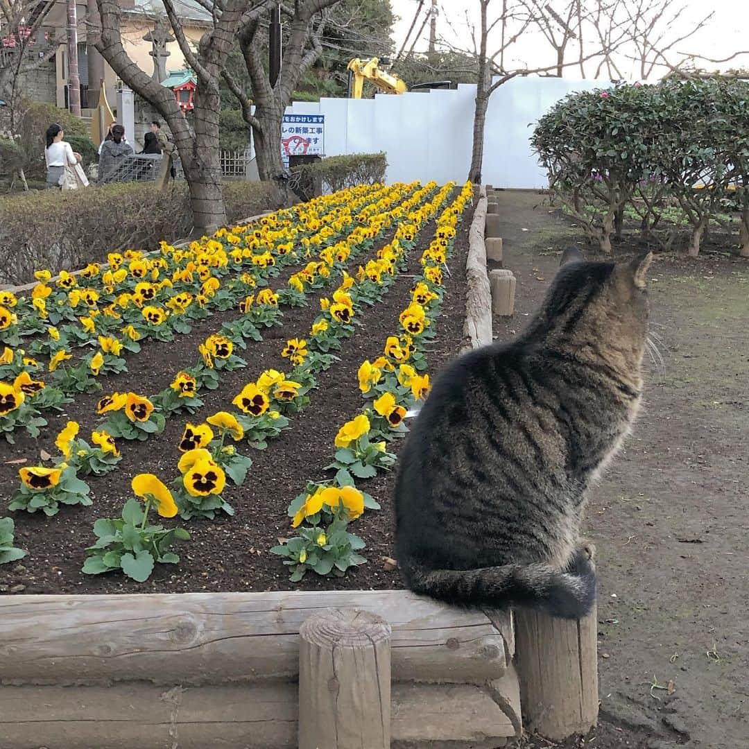 柏山奈々美さんのインスタグラム写真 - (柏山奈々美Instagram)「🐱🐱🐱🐱🐱🐱🐱🐱🐱 🐈🐈🐈🐈🐈🐈🐈🐈🐈 #野良猫 #江の島 #パンジーが似合う猫 #イケネコ」11月22日 18時36分 - nanamikashiyama