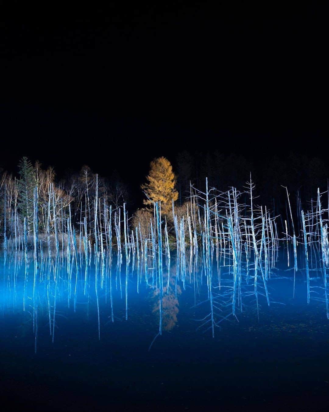 旅行メディア・じゃらん〈公式〉さんのインスタグラム写真 - (旅行メディア・じゃらん〈公式〉Instagram)「【 #青い池 】 美瑛の白金温泉から車で約５分のところにある『青い池』。 神秘的で写真スポットにおすすめ。 2019年11月1日～ライトアップ開始しています！ . . . ━━━━━━━━━━━━━━━ 📍 青い池 住所 / 北海道上川郡美瑛町白金 アクセス / 美瑛駅から車で約２５分 . 📷 photo by  @yukkamemagic 📅 2019/11/3 ━━━━━━━━━━━━━━━ 📎 【 #じゃらんおすすめ_北海道 】 ━━━━━━━━━━━━━━━ . . #jalan_travel からpick upしました🔍 ステキなお写真ありがとうございました😊 . . ☑ お出かけの際は、詳しい情報をお調べの上お出かけください。 ☑ #jalan_travel をつけて、おでかけの写真を投稿してね♪ 　このアカウントやじゃらんニュース・pintarestで紹介します！ （撮影日・場所の情報があると嬉しいです） . . . #北海道 #北海道旅行 #北海道観光 #hokkaidosgram #ig_hokkaido #hokkaidotrip #北海道カメラ部 #美瑛 #青い池ライトアップ #観光 #観光地 #観光スポット #旅行 #旅行好きな人と繋がりたい #旅行好き #写真好きな人と繋がりたい #ファインダー越しの私の世界  #Japan #travel #travellers #trip #jalan #japantravelphoto #japantrip #japantravel  #紅葉、」11月22日 19時00分 - jalan_net