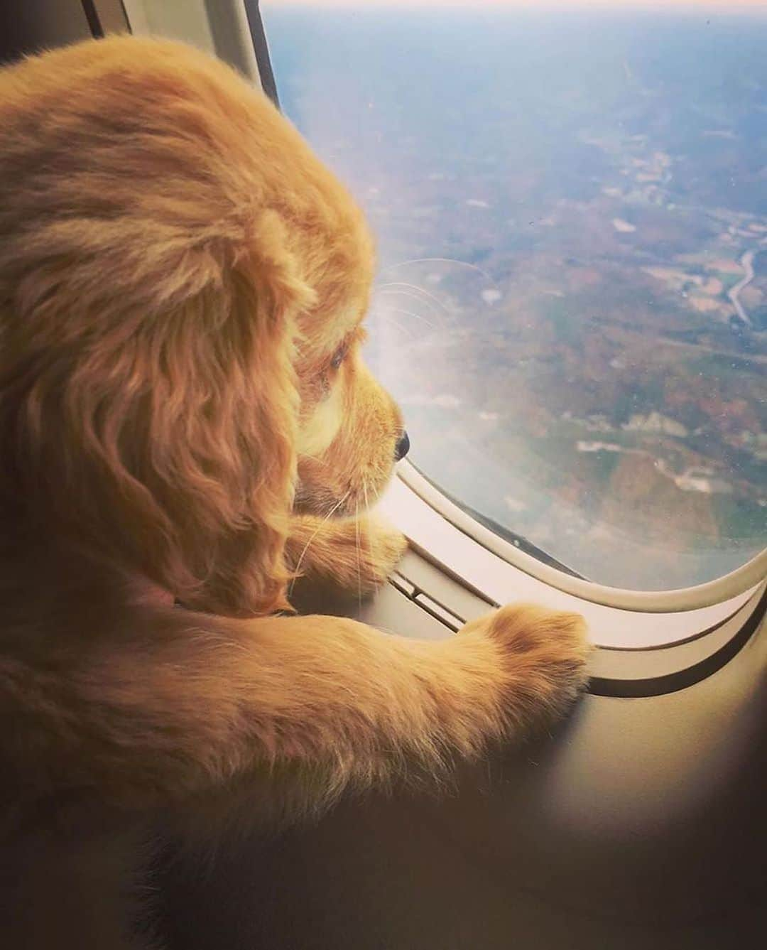 BeStylishのインスタグラム：「Happy Friday 🐶 @bestylish _ By @connorandcooper . . . #bestylish #cutedogs #travel #fashion #doglovers #puppy」