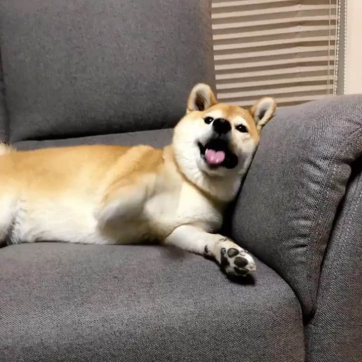 マロたんのインスタグラム：「カスタネット持たせたい！おやつくれくれ！ #endless  #shiba #shibainu #weeklyfluff #ilovemydog」