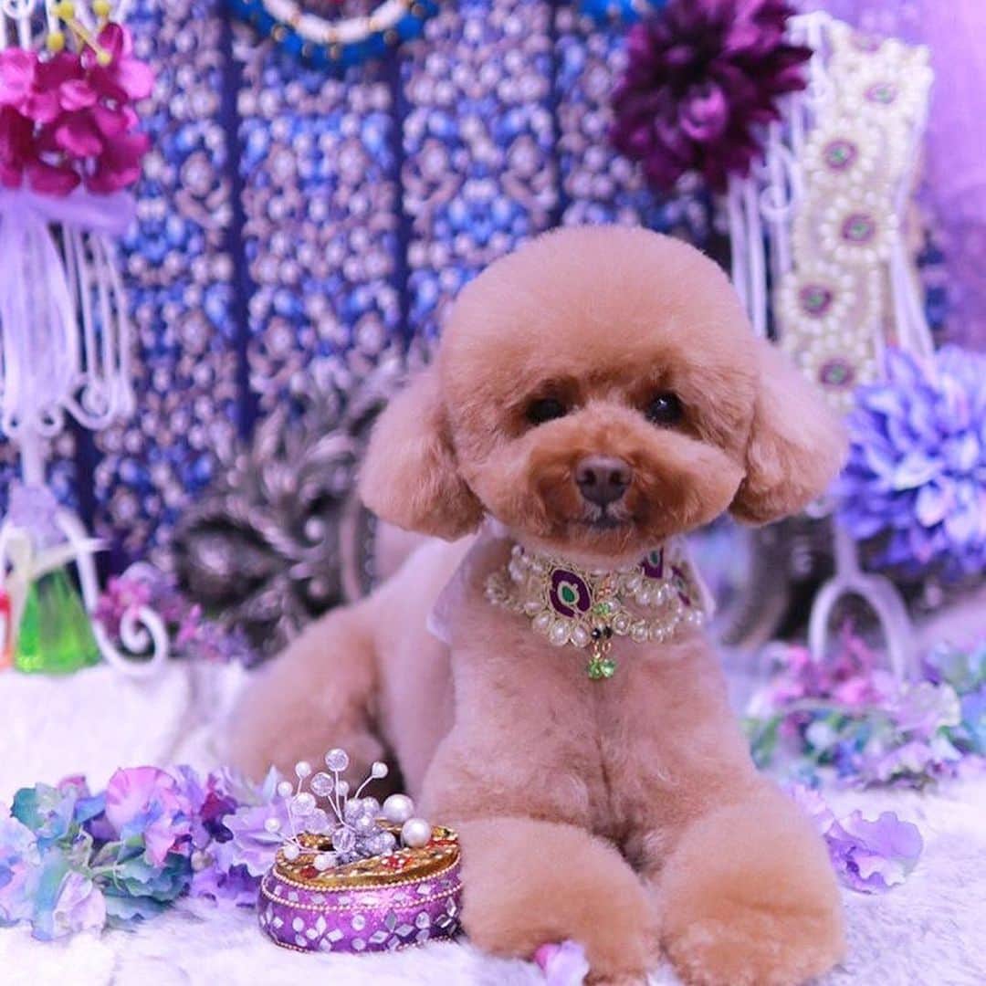 keikobun34さんのインスタグラム写真 - (keikobun34Instagram)「・ ・ ･.｡*･.｡*November･.｡*･.｡* ・  @leibun53 ・ ♡Lei レイ♡ ・ ・  #トリミング#もふもふ#モフモフのお友達 #トイプードル#toypoodle #プードル#poodle#犬#dog#kaumo_pet#dogstagram#poodle_feature #instadog#toypoodlegram#welovetoypoodle #picsofdogmodels#poodlesofinstagram #poodles #poodlelove#dogsofinstagram #doglover  #dogoftheday」11月22日 19時39分 - keikobun34