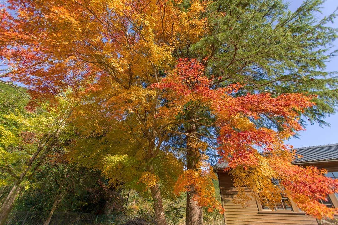 鹿児島よかもん再発見さんのインスタグラム写真 - (鹿児島よかもん再発見Instagram)「伊佐市大口 布計小学校跡の紅葉(^-^)/R1.11.17撮影  1ヶ月前に訪ねた時、青々としたもみじの葉を見て、ここは綺麗な色づきになるだろうな。。と、思ったら案の定(^-^) 木造校舎の存在感も良いですね。  #鹿児島 #鹿児島観光 #伊佐市 #伊佐市観光 #布計 #布計小学校  #どんどん鹿児島 #紅葉 #木造校舎 #kagoshima #kagoshimaphotograph」11月22日 20時24分 - kagoshimayokamon