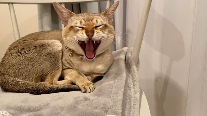 モルト♡Malt(Singapuracat)のインスタグラム：「お風呂から出たらママの席とられてた🐿💕」