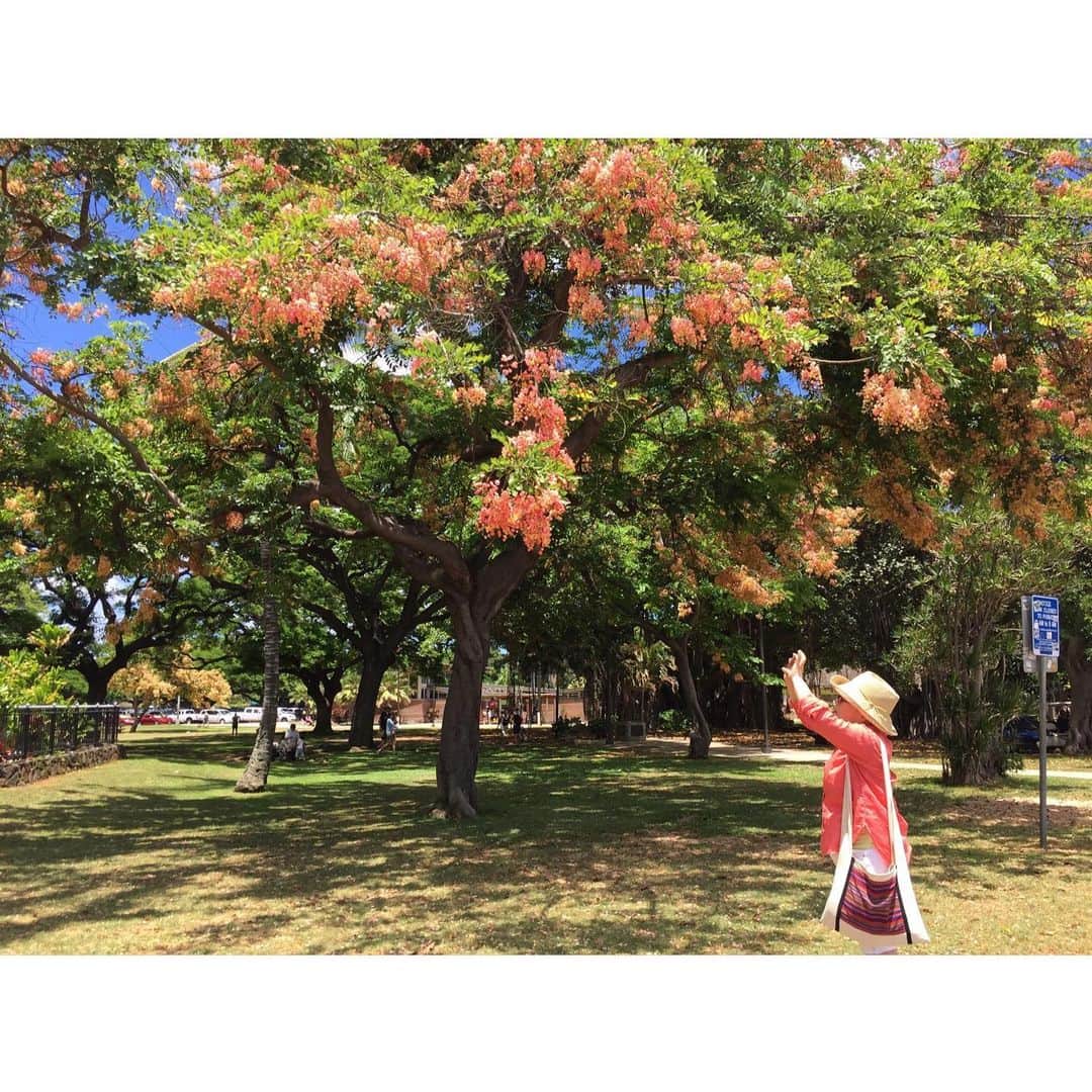 中津悠希さんのインスタグラム写真 - (中津悠希Instagram)「お散歩しながらBOGART'S CAFE🏝ここのアサイーボウルとパイナップルジュースの組み合わせが大好きすぎる😍 #hawaii #family #vacation #bogartscafe #brunch #asaibowl #waikikibeach #思い出」11月22日 20時43分 - yukinakatsu
