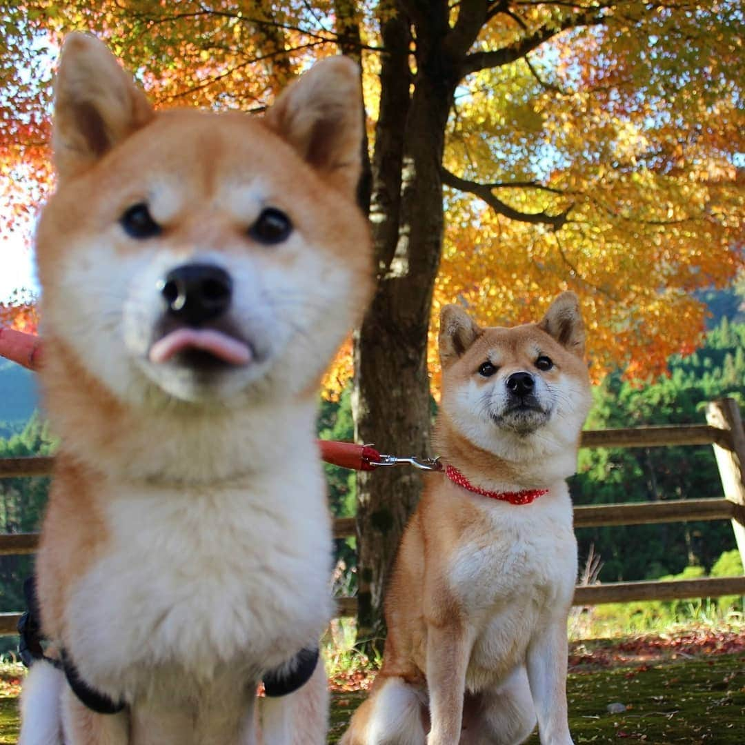 柴犬たま Shibainu Tamaのインスタグラム