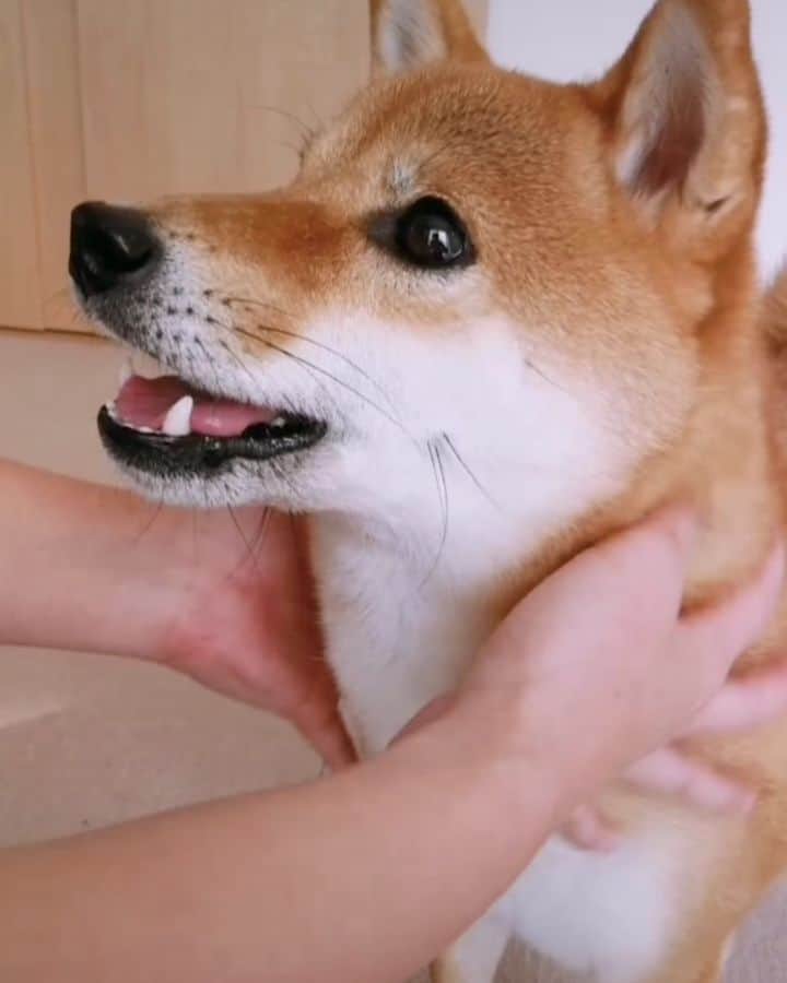 柴犬コマリのインスタグラム
