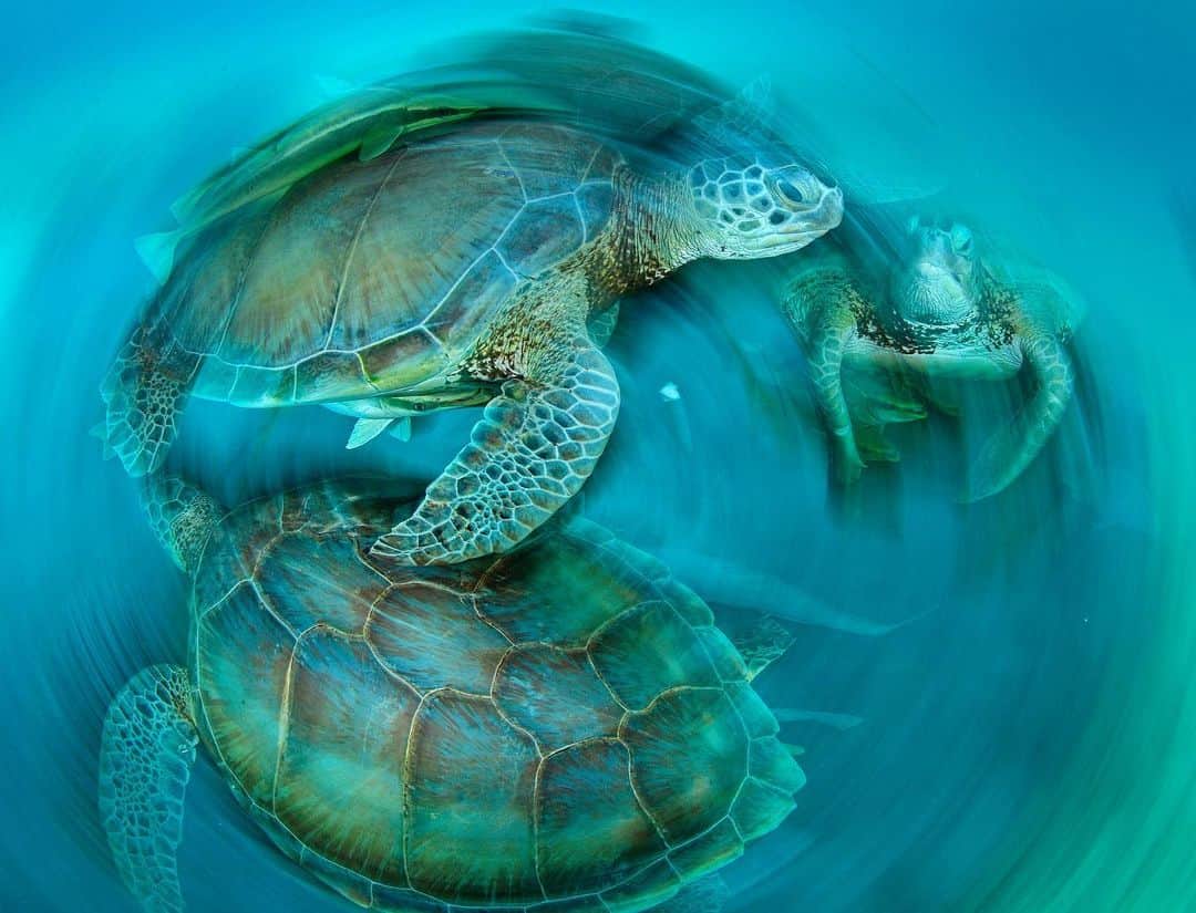 Thomas Peschakのインスタグラム：「The shallow banks of the Bahamas are important foraging grounds for juvenile and sub-adult green turtles from across the Caribbean. Green turtles were traditionally fished in the Bahamas until 2009, when new fisheries regulations were introduced. These gave full protection to all green, loggerhead and leatherback turtles in Bahamian waters and to those nesting on its’ beaches. Hawksbill turtles, primarily killed and traded for their shells, received protection in 1986, more than 30 years earlier. Photographing during the low light conditions of dusk and the use of a slow shutter speed allowed me to add a magical sprinkling of motion blur to this frame. Shot on assignment for @NatGeo in partnership with @fonassociation Check out the full story in the October 2019 issue of @NatGeo magazine with text by @craigwelch #bahamas #seaturtles #conservation #underwater #diving」