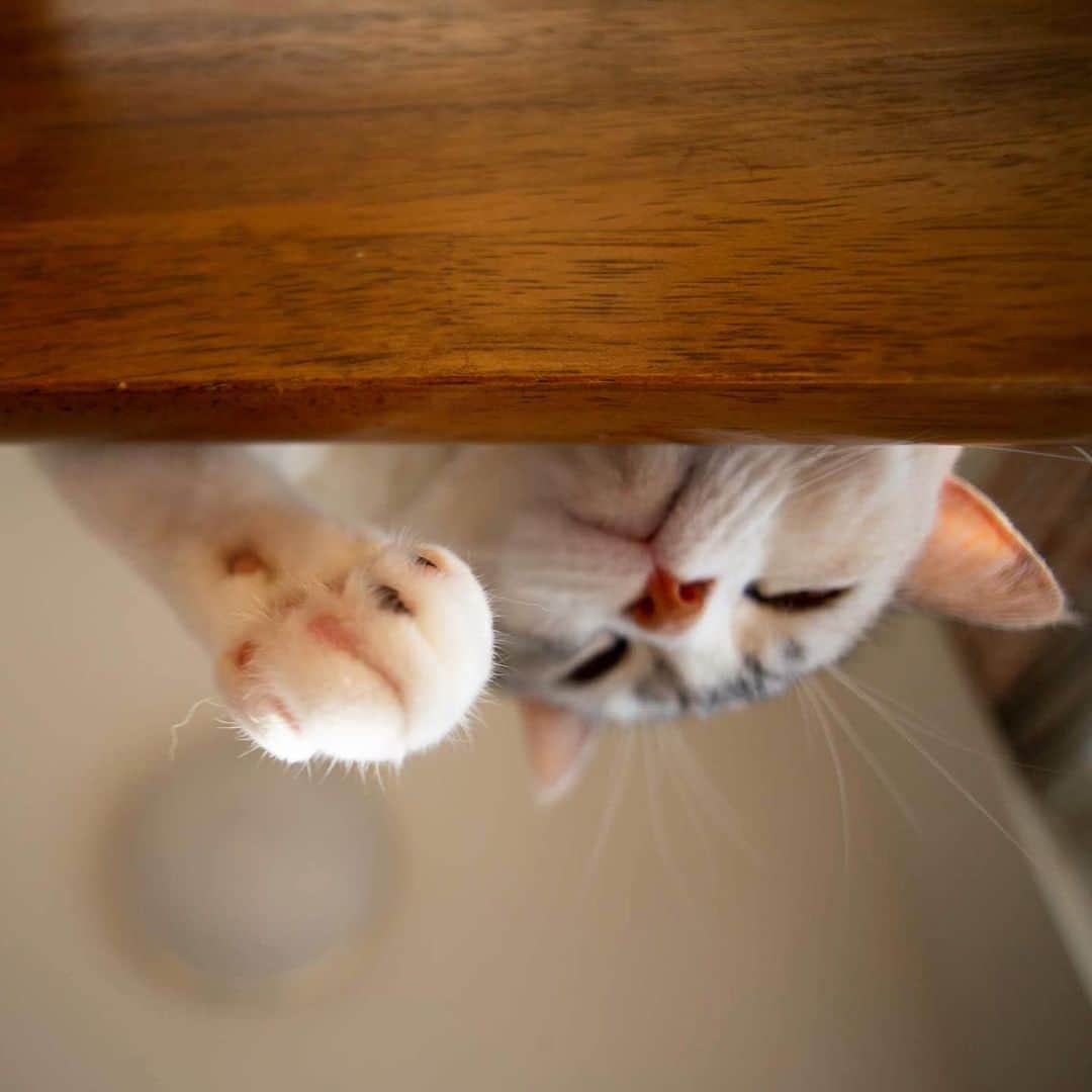 ホタテ＆クラム＆シラスのインスタグラム：「寒いですねー、肉まん食べます？　#cat #neko #ScottishFold #猫 #ねこ #スコティッシュフォールド #catstagram #instagram #instagramjapan #ig_japan #igersjp」