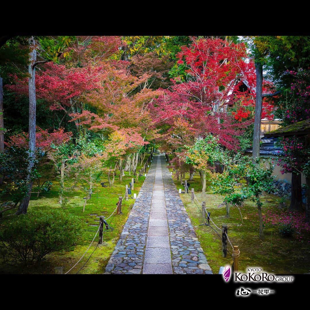 心－花雫－さんのインスタグラム写真 - (心－花雫－Instagram)「京都の紅葉も綺麗に色付いてきました🍁🍁 せっかくなので、京都3店舗周辺の名所を巡って来ました！！ #心花雫 #心グループ #kyoto #japantravels #紅葉 #もみじ」11月22日 21時50分 - kokoro_hanashizuku