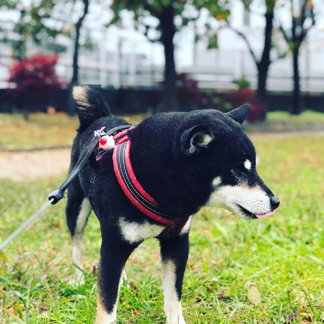 小川博永さんのインスタグラム写真 - (小川博永Instagram)「今日も冷たい雨が降る。  #濡れまる  #今朝まる #ししまる #dog #dogs #柴犬 #黒柴」11月23日 9時02分 - ogawahironaga