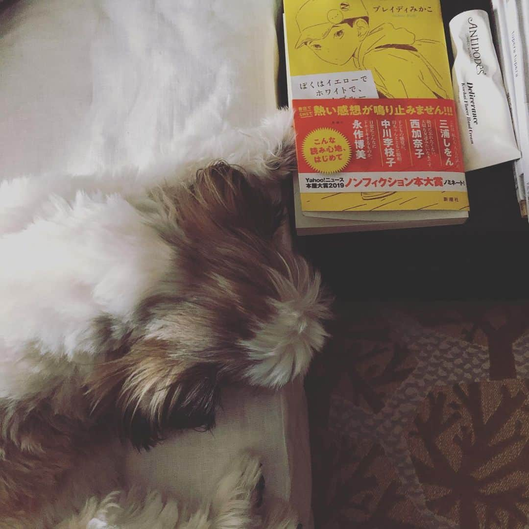 浜島直子さんのインスタグラム写真 - (浜島直子Instagram)「みなさんこんにちは🐶  みなさん　こんしゅうも　よくがんばりましたね。  おつかれさまです✨  かあちゃんも　まいばん　本をもったしゅんかんに  マッハ43で　ねてたので  きょうこそは　つづきが　よめるように  ぼくが　栞のかわりに　てで　おさえているところです。  ぼくは　みんなに　きびしく　やさしいのです。  だって　ぼく　とりしまりしっこうやくいんですから🐶✨ ・ #ぼくはイエローでホワイトでちょっとブルー  #ブレディみかこ さん #隣にあるのは #ハンドクリーム #アンティポディース #コスメキッチンで買いましたよ #ピピちゃん #シーズー #元保護犬 @beru_angelstale」11月23日 9時06分 - hamaji_0912