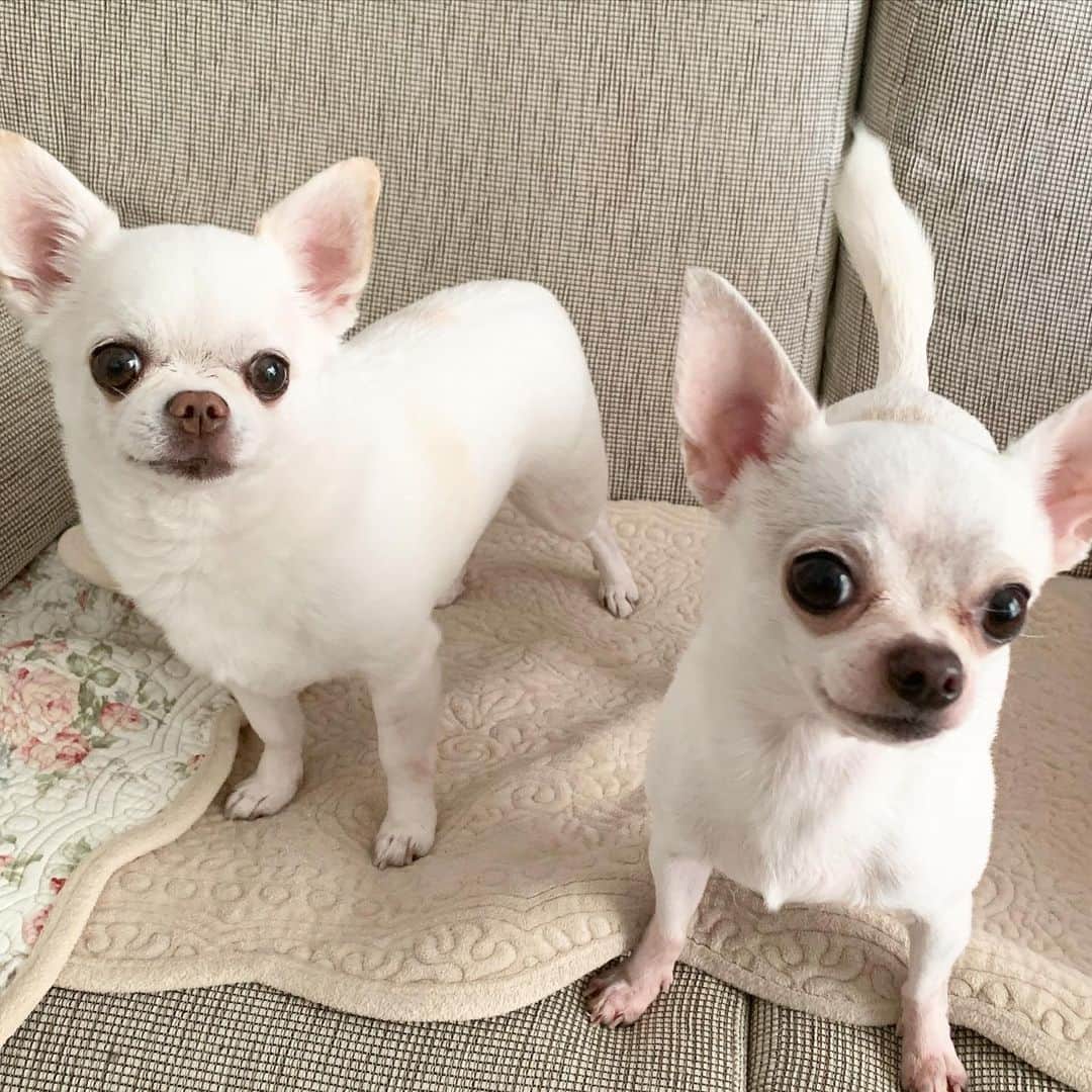 KORIKIのインスタグラム：「おはようございます♪ * #dogofsapporo #dog, #dogs, #dogstagram,#chihuahua,#犬バカ部,#チワワ,#koriki, #hanadog #白スムチ連合会, #スムチー,  #dogofthedayjp, #dogoftheday  #ilovemydog #instadog #instapet #WhiteChihuahua  #吉娃娃 #치와와  #dogsofinstagram #Chihuahualover  #ชิวาวา #チワワの輪 #barkbox #WhiteChihuahuaParty #もふもふモフモフ」