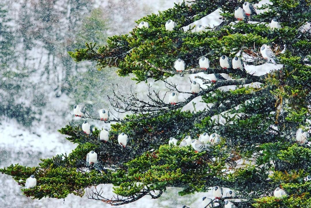 Michael Yamashitaさんのインスタグラム写真 - (Michael YamashitaInstagram)「Snow pigeons adorn a cypress tree on the grounds of Gawalong Monastery along route 318, the Tea Horse Road,  making our way to Lhasa. They seem to prefer this tree for roosting as do the monks who burn the boughs for incense offerings to the gods. Christmas in the air. @shangrila_teahorseroad @songtsam #chamagudap #sonyrx10iv #linzhi #gawalongmountain  #tibetan」11月23日 8時01分 - yamashitaphoto