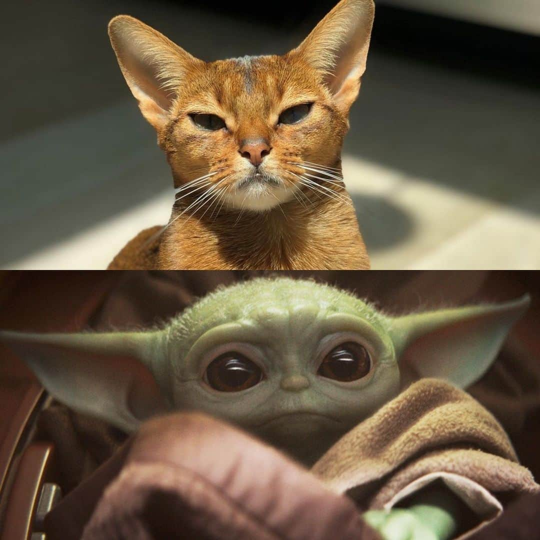 ブライス・ダラス・ハワードさんのインスタグラム写真 - (ブライス・ダラス・ハワードInstagram)「Is it just me or does my cat Lucy look like baby Yoda?? (Which by the way, the most difficult spoiler to keep, this was 😉)」11月23日 8時02分 - brycedhoward