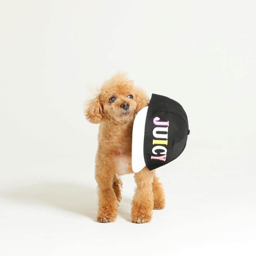 DJ JUICYのインスタグラム：「💙JUICYくんシリーズ💙 JUICY🧢😄 #dog#dogstagram#dogsofinstagram#instadog#toypoodle#toypoodlelife#toypoodlelove#love#model#juicy#juicykun#トイプードル13歳#ホントは人間#いやオヤジ」