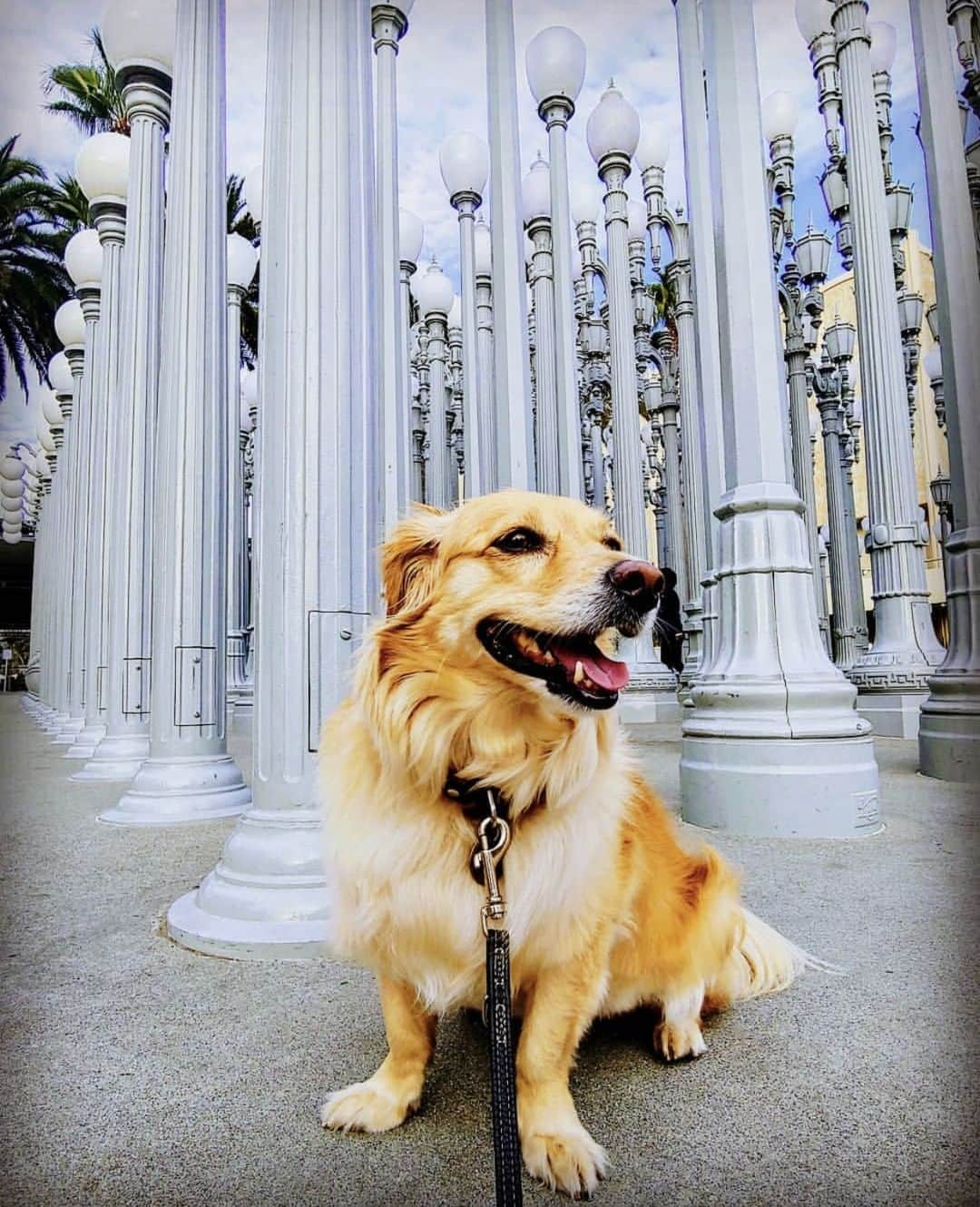 ロサンゼルスカウンティ美術館さんのインスタグラム写真 - (ロサンゼルスカウンティ美術館Instagram)「Looking ahead to the weekend like 👀 #DogsOfLACMA regram via @therealtravelpup」11月23日 8時21分 - lacma