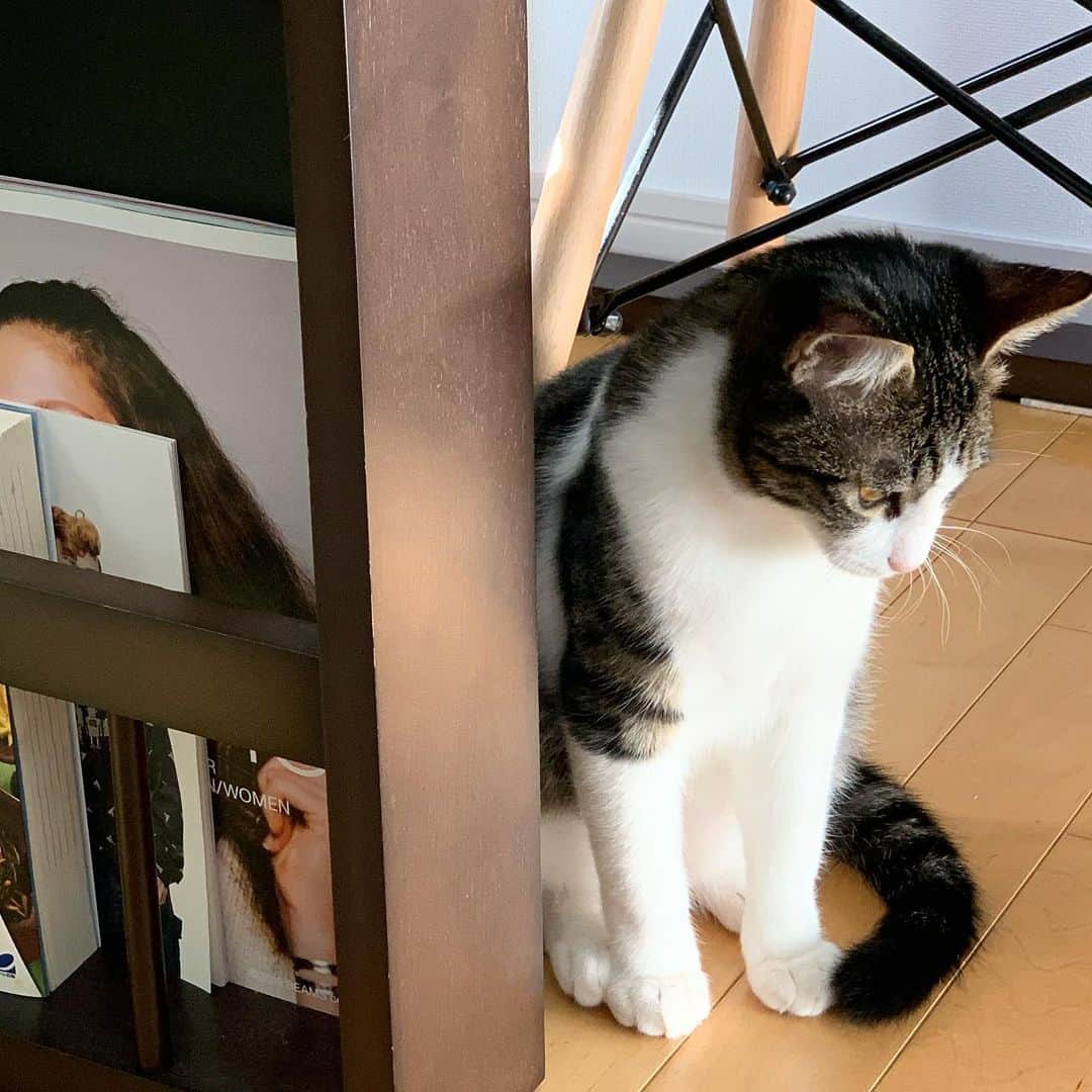 のインスタグラム：「しょんぼりしておられる。  #猫 #ネコ #ニャンスタグラム #ねこすたぐらむ #保護猫 #保護猫と暮らす #ねこ部 #ねこさん #cat #catstaglam #mylovelycat #instacat #kater #고양이」