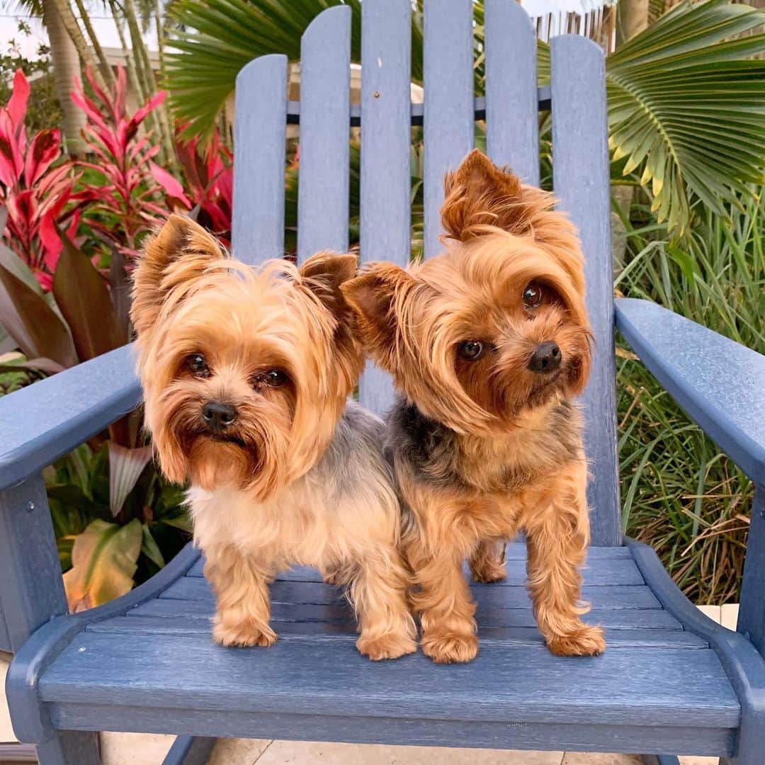 DogsOf Instagramのインスタグラム：「STORY TAKEOVER! “We better be getting a treat for this picture!” Writes @yorkieheaven // Tap our Stories to see Sophia and Izzy Bear’s life in Florida! 😎」