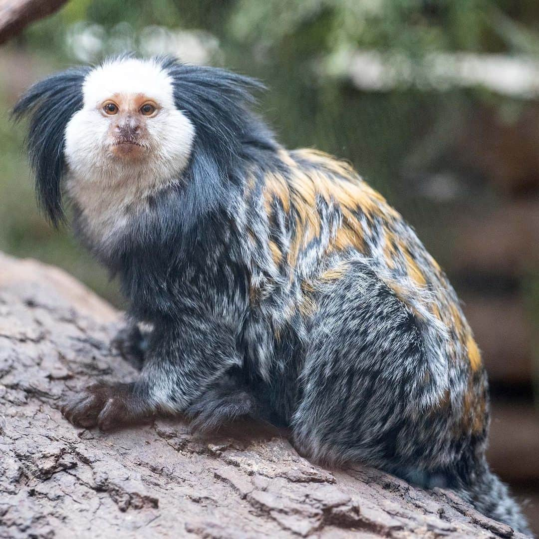 スミソニアン国立動物園さんのインスタグラム写真 - (スミソニアン国立動物園Instagram)「🐛 Ready to rustle up some grubs? Scientists think that Geoffroy’s marmosets evolved to eat insects and became smaller in the process! 📏 👋 Meet our marmosets, Edwin and Lilo, at the Small Mammal House! KEEPER TALKS: 10:30 a.m. + 2 p.m. s.si.edu/2h3CN1W」11月23日 1時01分 - smithsonianzoo